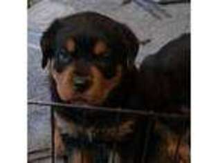 Rottweiler Puppy for sale in Harlingen, TX, USA