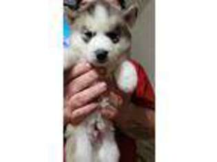 Siberian Husky Puppy for sale in Berwyn, IL, USA