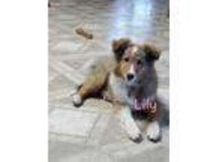 Shetland Sheepdog Puppy for sale in Colby, WI, USA
