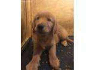 Golden Retriever Puppy for sale in Tomball, TX, USA