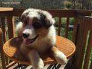 Australian Shepherd Puppy for sale in House Springs, MO, USA