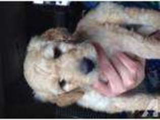 Goldendoodle Puppy for sale in PITTSBURGH, PA, USA