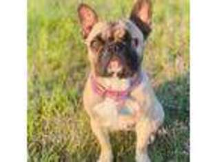 French Bulldog Puppy for sale in Blooming Grove, TX, USA