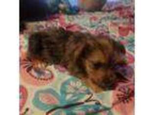 Yorkshire Terrier Puppy for sale in Kirkland, WA, USA