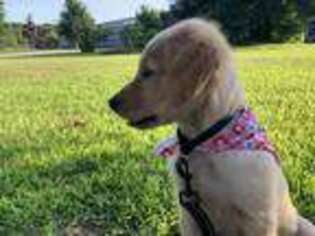 Golden Retriever Puppy for sale in Braintree, MA, USA