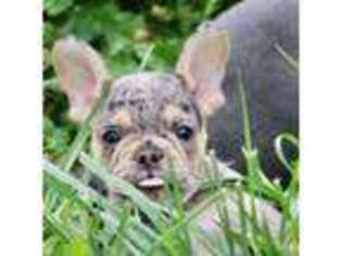 French Bulldog Puppy for sale in Zionsville, IN, USA