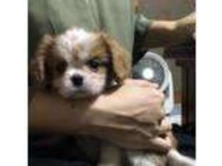 Cavalier King Charles Spaniel Puppy for sale in Salina, KS, USA