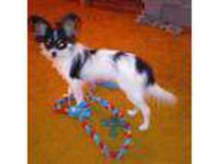 Papillon Puppy for sale in Littlefield, TX, USA
