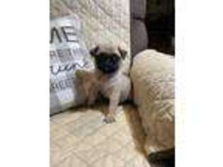 Pug Puppy for sale in Palmdale, CA, USA