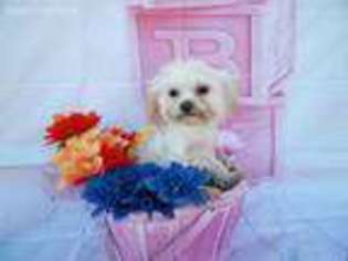 Russian Tsvetnaya Bolonka Puppy for sale in Buckingham, VA, USA