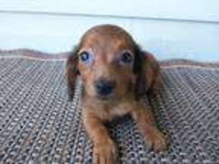 Dachshund Puppy for sale in Culpeper, VA, USA