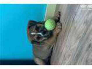 Bulldog Puppy for sale in Chico, CA, USA