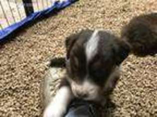 Australian Shepherd Puppy for sale in Southwick, MA, USA