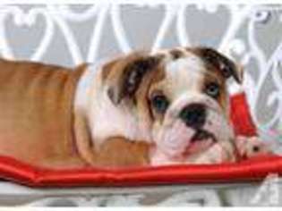 Bulldog Puppy for sale in ASHLAND, MA, USA