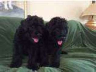 Black Russian Terrier Puppy for sale in Bend, OR, USA