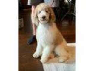 Mutt Puppy for sale in Lakeville, IN, USA
