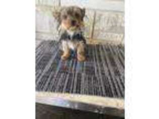 Yorkshire Terrier Puppy for sale in Killen, AL, USA