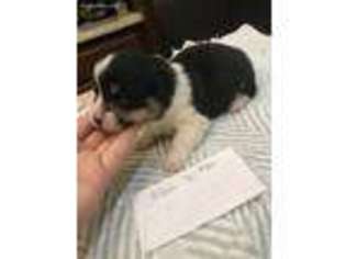 Pembroke Welsh Corgi Puppy for sale in Brilliant, AL, USA