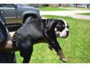 Olde English Bulldogge Puppy for sale in Pembroke Pines, FL, USA