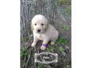 Golden Retriever Puppy for sale in Ray, OH, USA