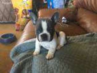 French Bulldog Puppy for sale in Sheridan, OR, USA
