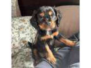 Cavalier King Charles Spaniel Puppy for sale in Lexington, SC, USA