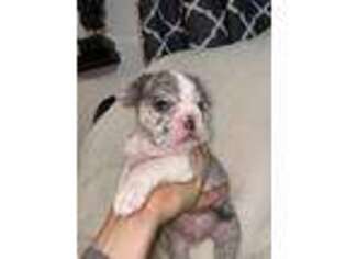 French Bulldog Puppy for sale in Sunnyside, WA, USA