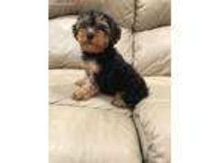 Yorkshire Terrier Puppy for sale in Imperial, MO, USA