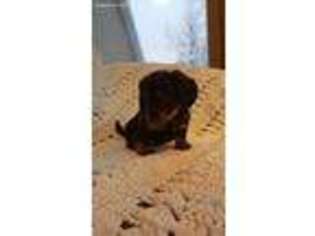 Dachshund Puppy for sale in Clearwater, MN, USA