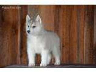 Siberian Husky Puppy for sale in Lanse, PA, USA