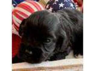 Cavapoo Puppy for sale in Dyersburg, TN, USA