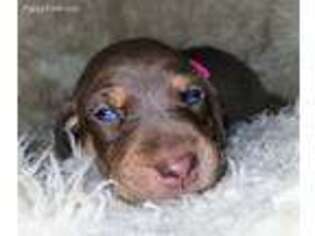 Doberman Pinscher Puppy for sale in Carlisle, PA, USA