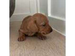 Dachshund Puppy for sale in Roseville, CA, USA