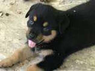 Rottweiler Puppy for sale in Cabot, PA, USA