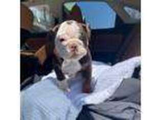 Bulldog Puppy for sale in Winthrop, MA, USA