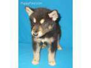 Alaskan Malamute Puppy for sale in Foxworth, MS, USA