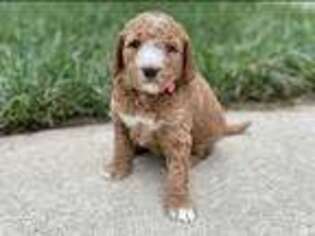 Goldendoodle Puppy for sale in Nicholasville, KY, USA