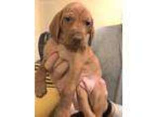 Vizsla Puppy for sale in Twin Falls, ID, USA