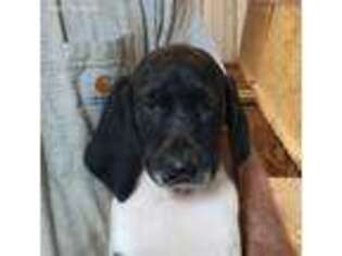 German Shorthaired Pointer Puppy for sale in Laingsburg, MI, USA