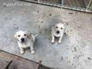 Labrador Retriever Puppy for sale in Willis, TX, USA