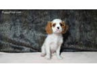 Cavalier King Charles Spaniel Puppy for sale in Lakeside, OR, USA