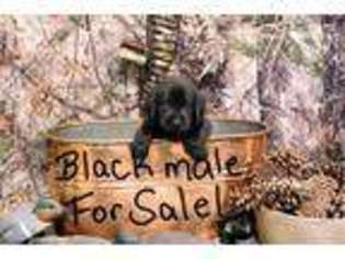 Labrador Retriever Puppy for sale in Coeburn, VA, USA