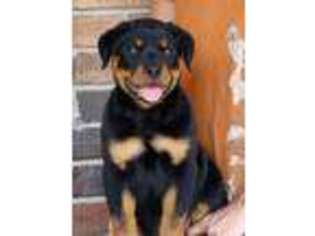 Rottweiler Puppy for sale in Reeds Spring, MO, USA