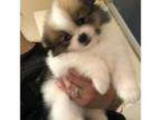 Pomeranian Puppy for sale in Zillah, WA, USA