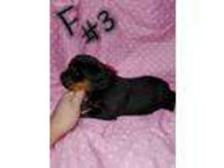 Rottweiler Puppy for sale in Brodhead, KY, USA