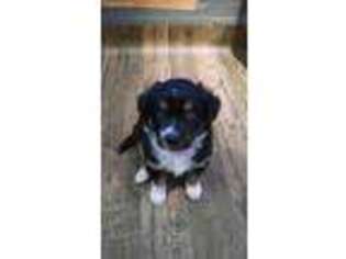 Australian Shepherd Puppy for sale in Cuyahoga Falls, OH, USA