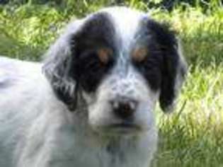 English Setter Puppy for sale in Lahmansville, WV, USA