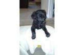 Labradoodle Puppy for sale in LEESBURG, VA, USA