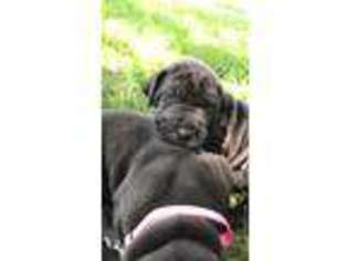 Great Dane Puppy for sale in Middletown, IN, USA