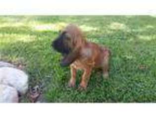 Bloodhound Puppy for sale in Rialto, CA, USA